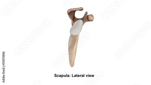 Scapula