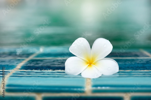 Perfect one White Plumeria flower on ceramic tile border of swimming pool over bokeh blur water background. Copy space. Good for brochure, booklet, leaflet advertising for spa and hotel or sport club.