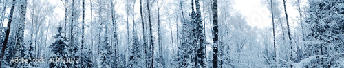 winter landscape forest in snow frost