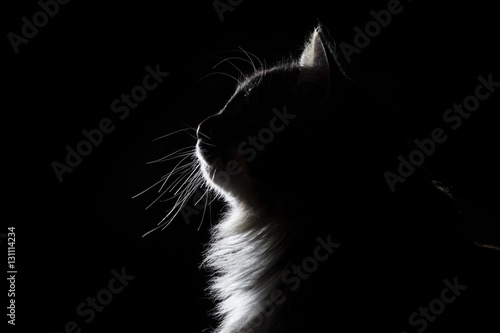 outline silhouette portrait of beautiful fluffy cat on a black background