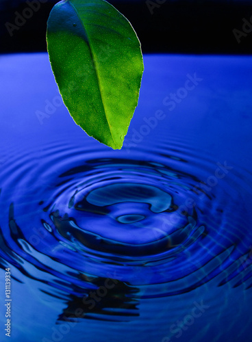 Beautiful green leaf and falling with it a drop in the water