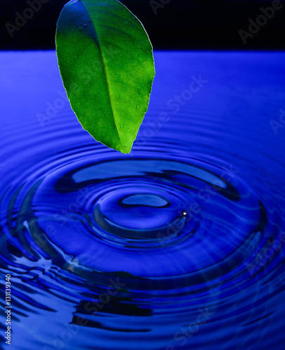 Beautiful green leaf and falling with it a drop in the water