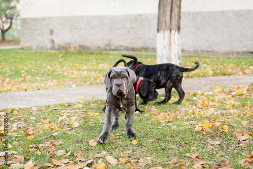 Dogs breed Neapolitana mastino a walk in the autumn park.