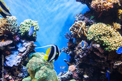 Tropical fishes on the coral reef