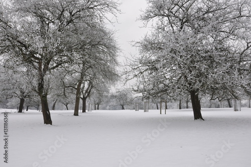 winter landscape with snow covered fruit trees in belgium