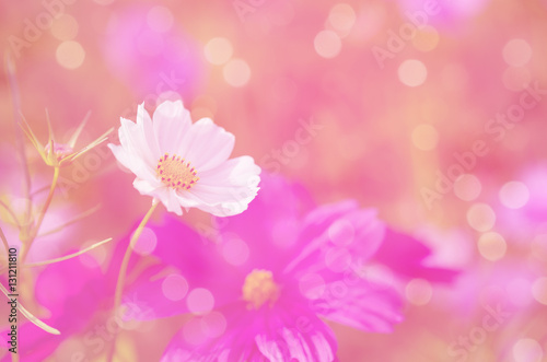 Close up of white cosmos floral on bokeh and pink screen background