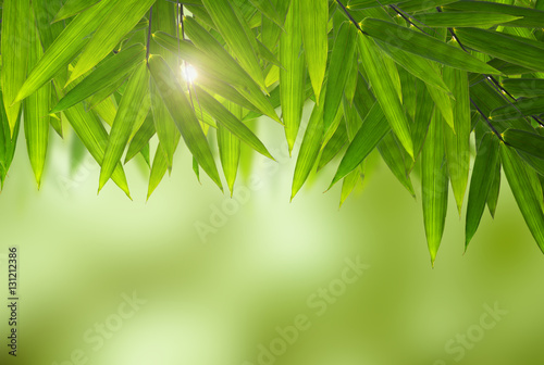 natural backgrounds with bamboo leaves
