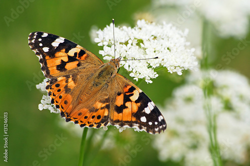 Painted lady on flower