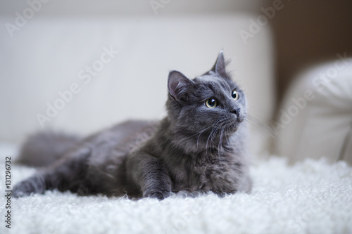 Fluffy gray cat sitting on the couch