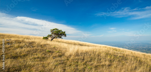 Arbre seul couché par le vent