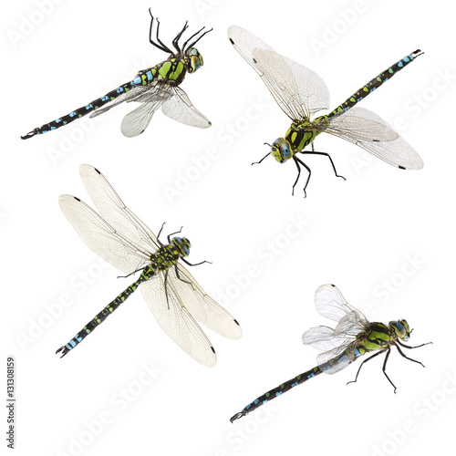 set of macro shots of dragonfly