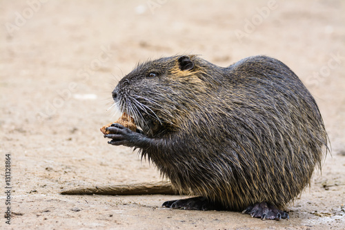 Nutria #01