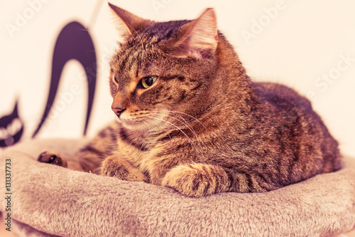 Adorable cat resting and looking at something near 