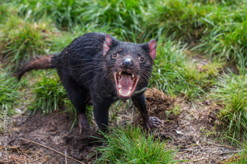 Tasmanian devil, aggressive with mouth wide open, showing teeth and tongue (Sarcophilus harrisii)