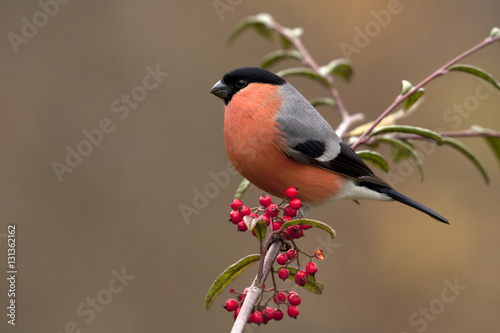 Male of Eurasian bullfinch. Pyrrhula pyrrhula