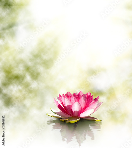  image of beautiful lotus flower at the water closeup