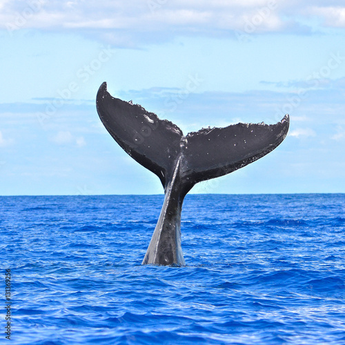 Humpback whale diving, tail out of the sea