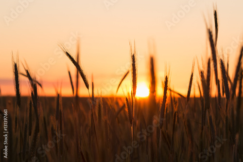 Silhouettes Of Wheat Against Background Of Scenic Country Summer