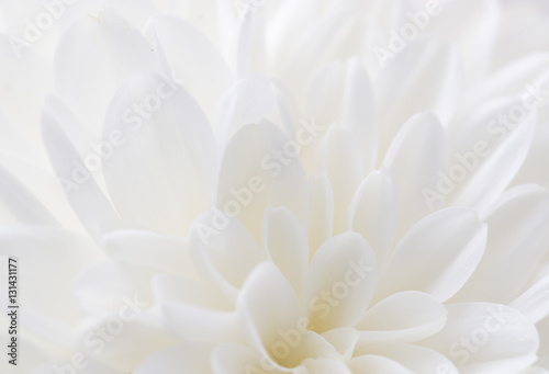 white flower as background