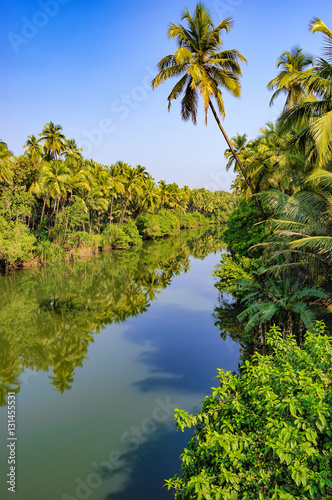 Coconut palm trees growing along the small river, blue sky and bright tropics, Goa, India