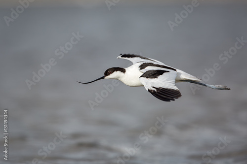 Pied Avocet