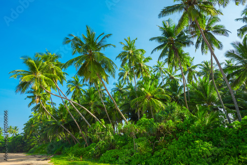 Tropical coconut palm trees on empty remote island beach with clear blue sky