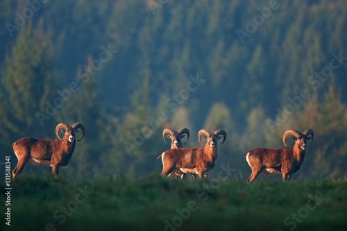 mouflon, ovis orientalis orientalis