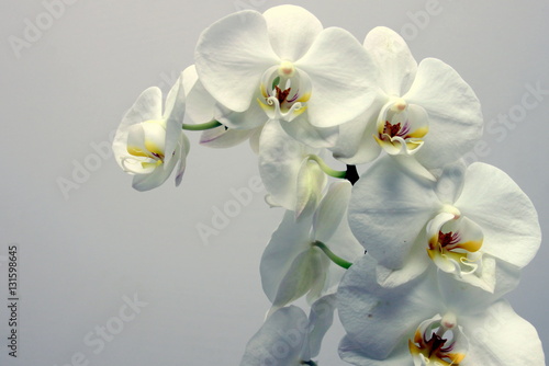 storczyk (orchidea)