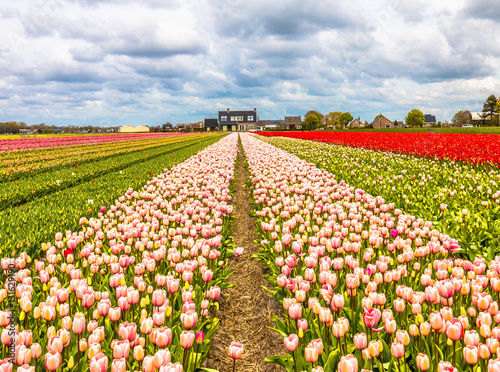 Tulip farms in lisse in noordwijk Netherlands