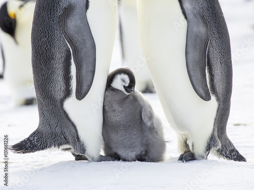 Emperor Penguins on the frozen Weddell sea