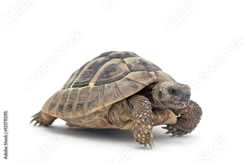 Isolated image of a turtle