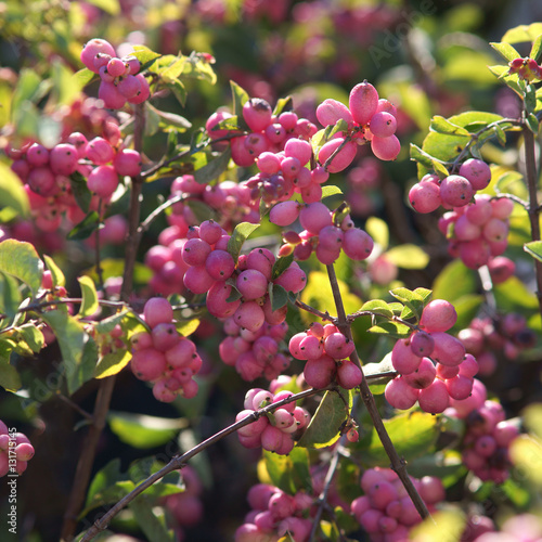 Symphoricarpos ( Snowberry ) Magical Candy