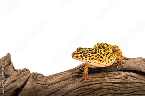 Isolated image of a leopard gecko on wood