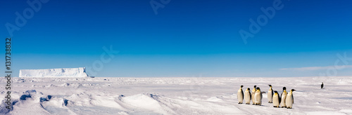 Group of cute Emperor penguins on ice