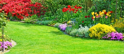 Garten Panorama mit Rasenfläche, Azalee, Tulpen im Frühling