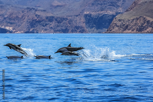 Dolphins jumping near the coast of a Isla Espiritu Santo in Baja California.