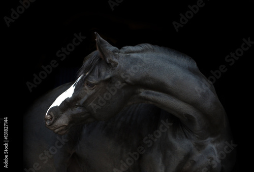 Portrait of the black horse with white line of his head on the black background