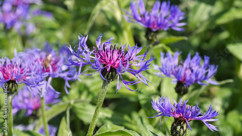 Berg-Flockenblume oder Centaurea montana - perennial cornflower or Centaurea montana flower