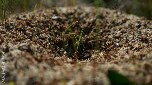 ant ants insects on the earth movement works nature