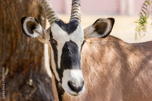 The gemsbok or gemsbuck is a large antelope in the Oryx genus. It is native to the arid regions of Southern Africa, such as the Kalahari Desert.