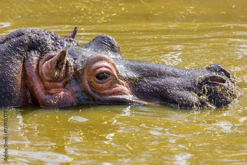 The common hippopotamus, or hippo, is a large, mostly herbivorous mammal in sub-Saharan Africa, and one of only two extant species in the family , the other being the pygmy hippopotamus.