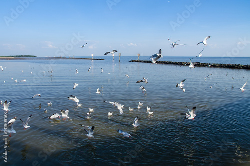 Seagulls hunt for small fish at the Seashore.