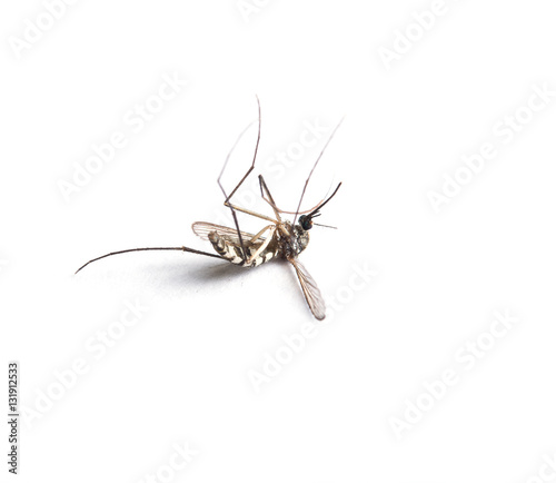 mosquito isolated on white background.