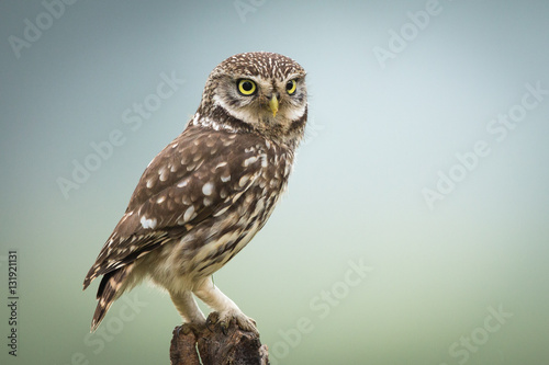 Little Owl