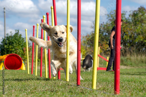 Dog agility slalom, sports competitions of dogs in the summer in