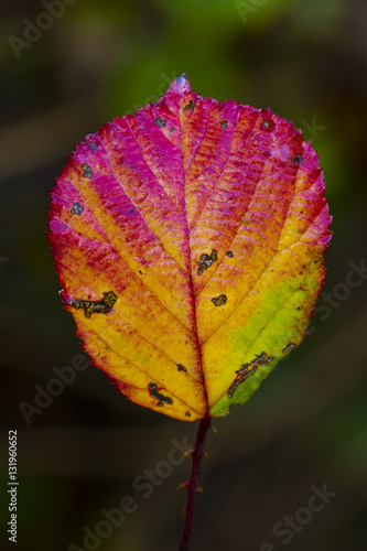 red leaf with water drops