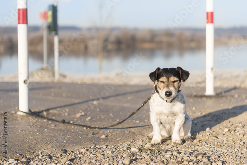 angebundener Hund - Jack Russell Terrier