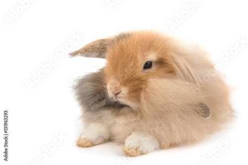 Cute Holland Lop rabbit isolated on white