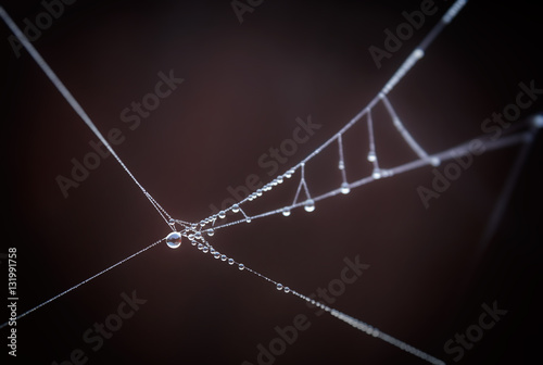 Drops on spiderweb.