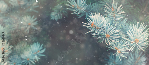 Snow fall in winter forest. Christmas new year magic. Blue spruce fir tree branches detail. Banner image